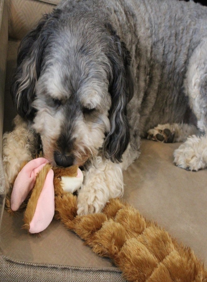 سبوت لعبة أرنب SPOT Skinneeez Tons-O-Squeakers للكلاب - مع 19 صفارة لمزيد من المرح! خالية من الحشو، مثالية للكلاب التي تمضغ بشكل معتدل، لعبة شد مناسبة للجراء والكلاب متوسطة وكبيرة الحجم - 20 بوصة، أشكال متنوعة - Image 5